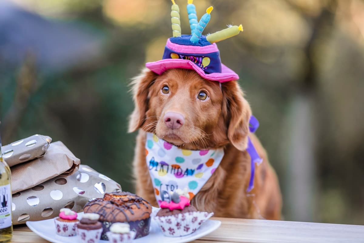 Start A Party Business