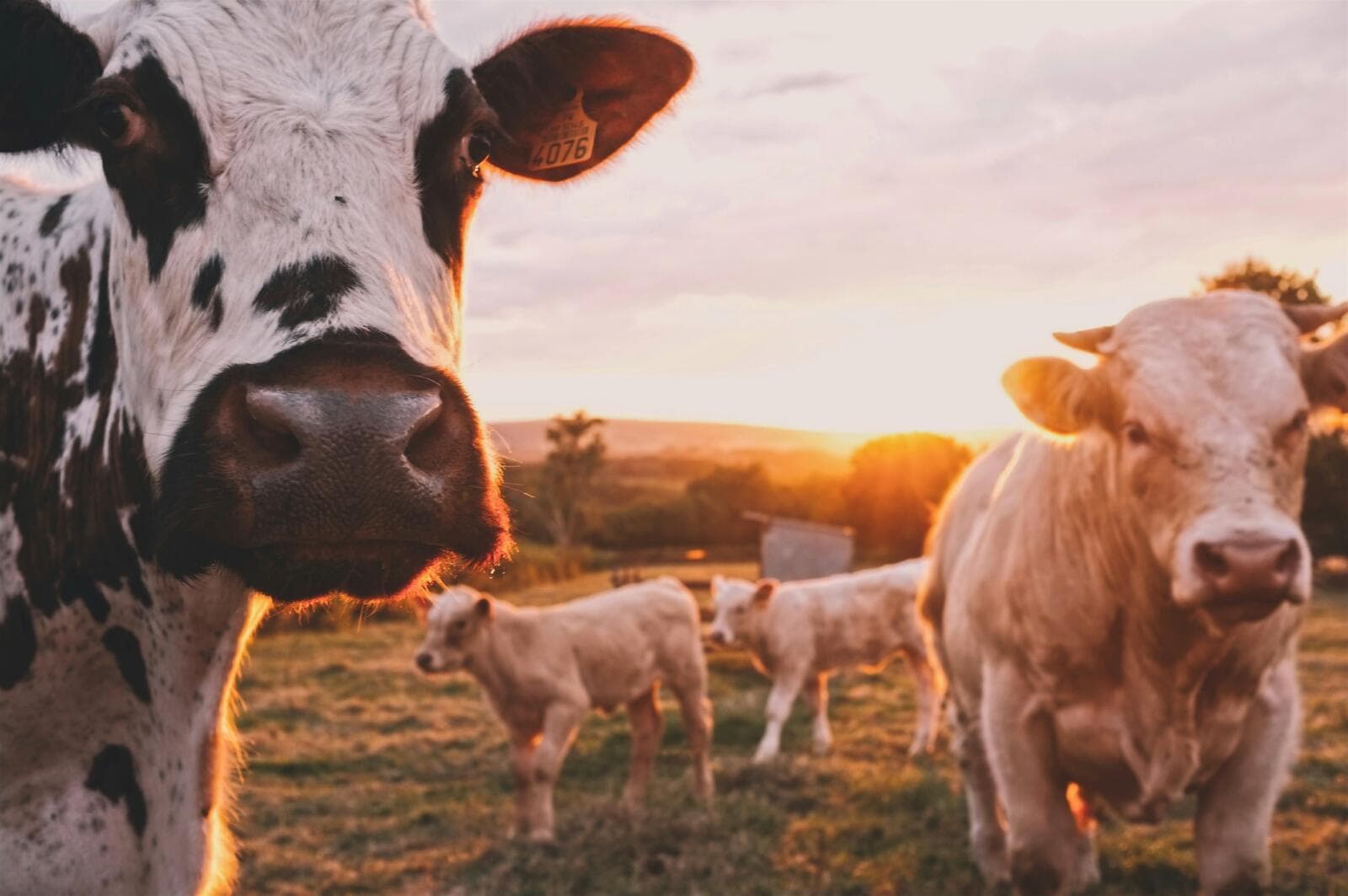 Starting an Agricultural Consultant Business in the UK