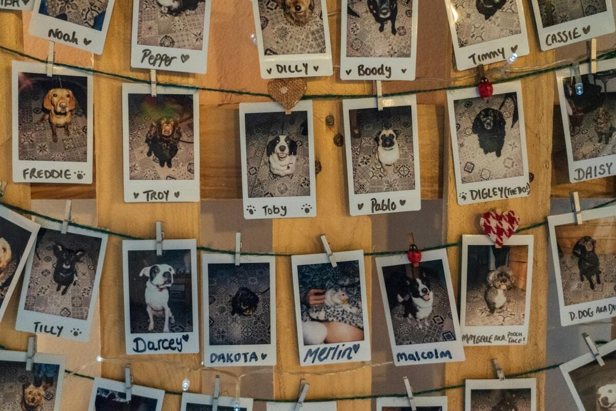 Launching a Pet Shop: Licences, Compliance & Staffing (UK)